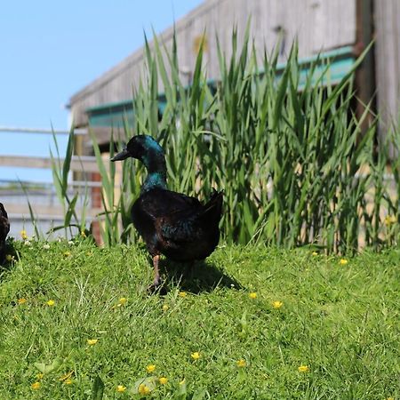 Knapp Farm Glamping Lodge 1 Corscombe Exteriér fotografie